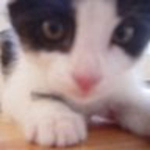 Meet your Posher, Kate